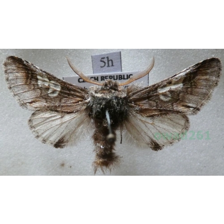 Diloba caeruleocephala (Linnaeus, 1758) male Bielmica sinogłówka Czech5h